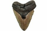 Fossil Megalodon Tooth - North Carolina #223628-1
